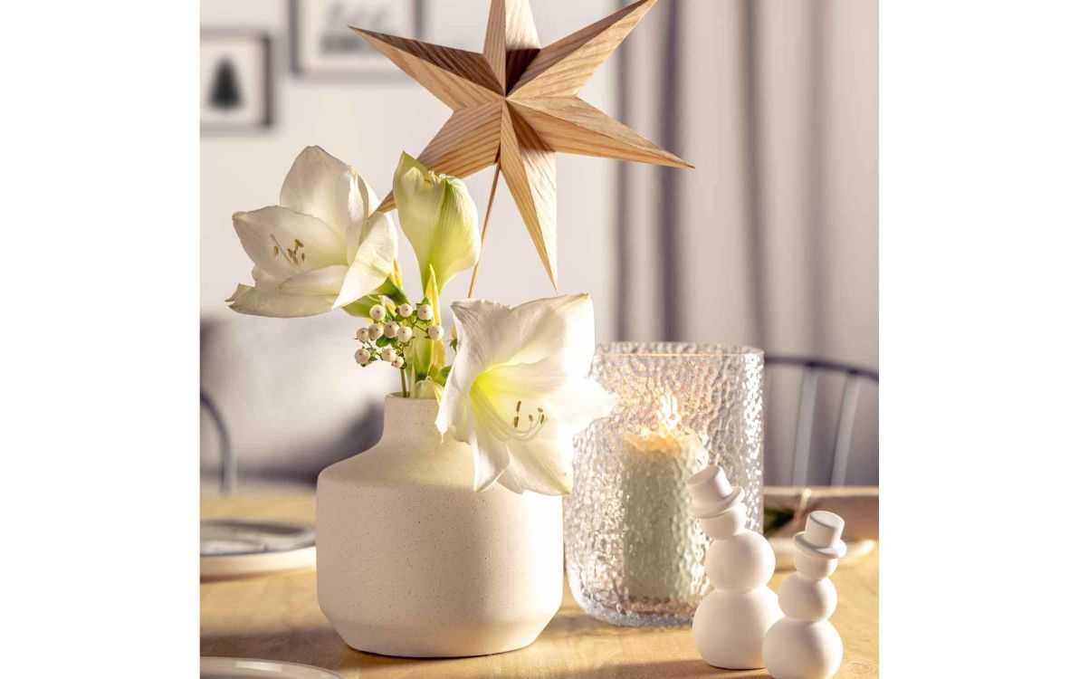 Pflanze, Glas, Blume