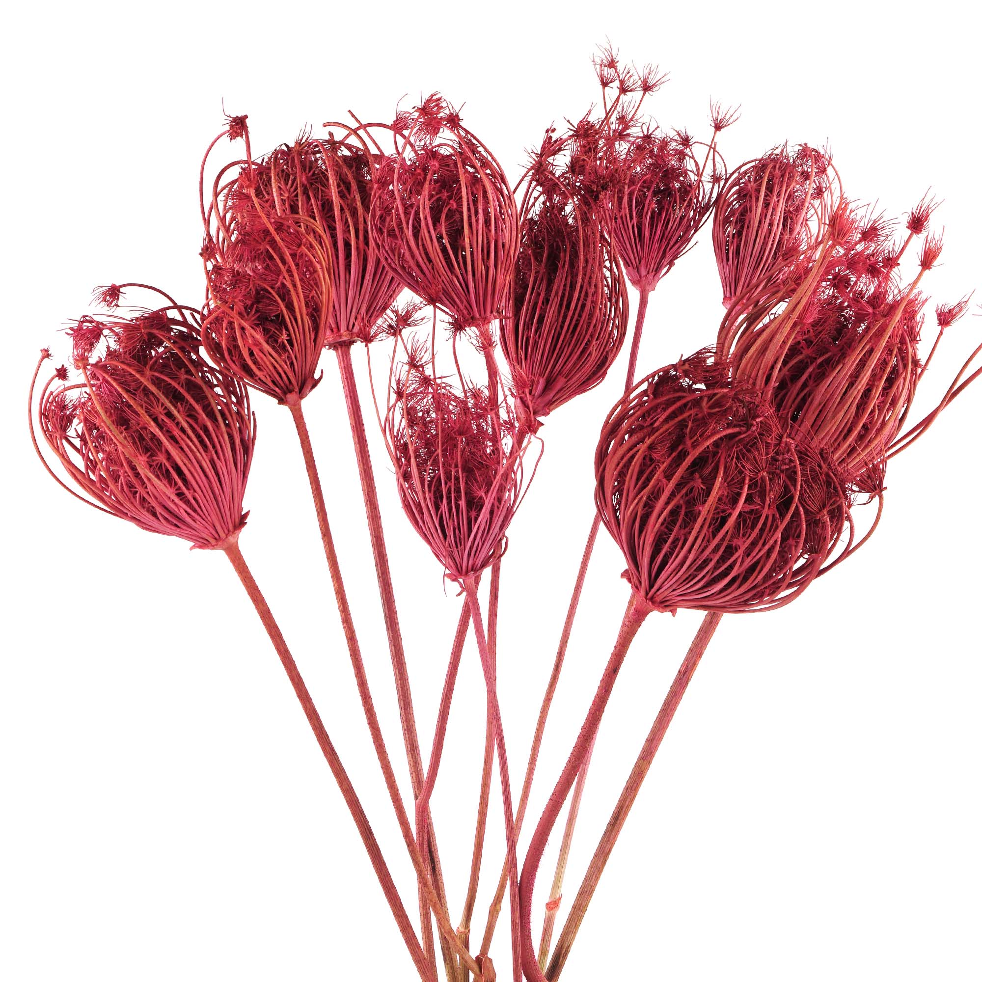 kunstblume, trockene Blume, rote Kugeln, getrocknete Blume, Staubkraut