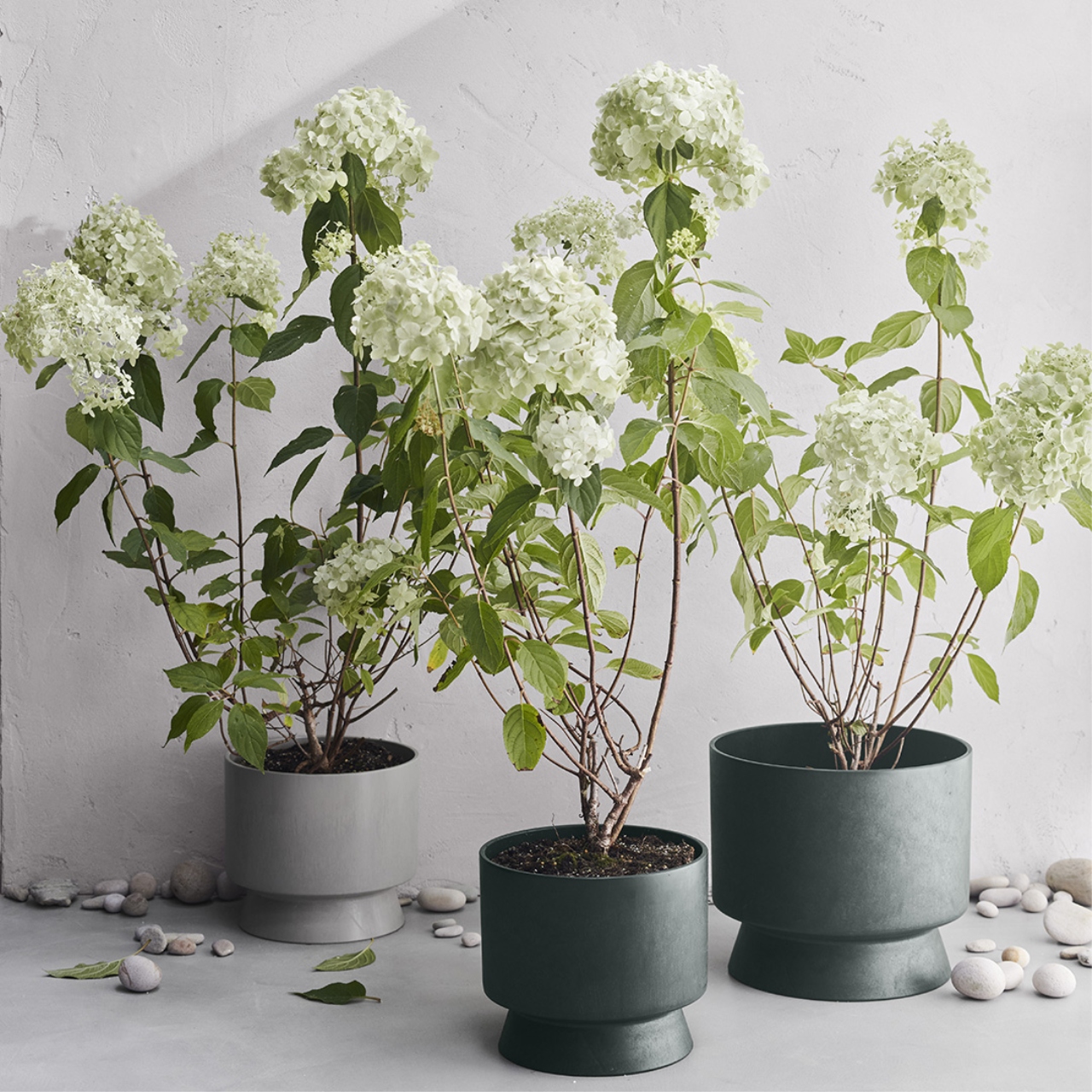 Pflanze, Pflanze im Topf, Blume, Blumen-Arrangement, Blatt