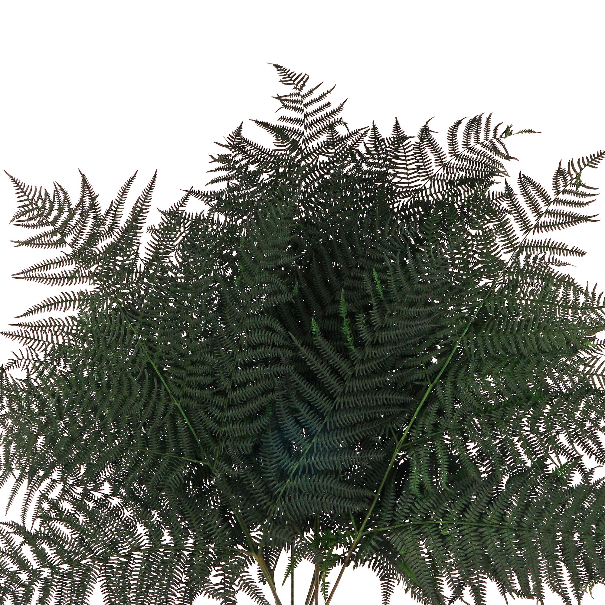 fern, fernblätter, grünes pflanzenblatt, blätterwerk, laubwerk