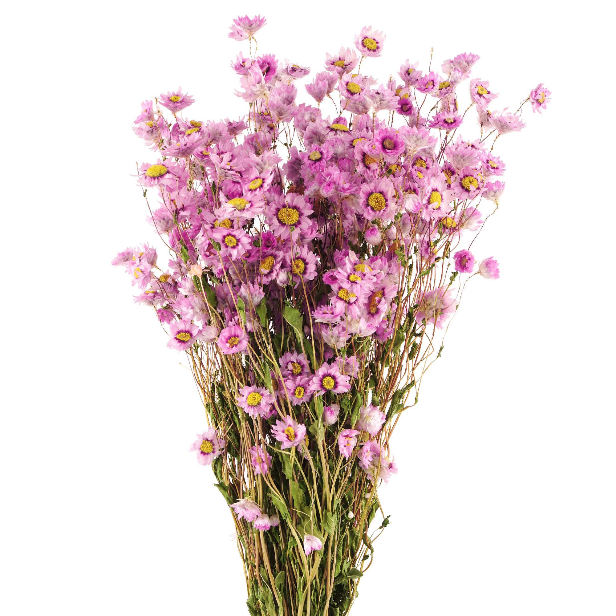 Blumen, Sträuße, Chrysanthemen, Pink, Wiesenblumen