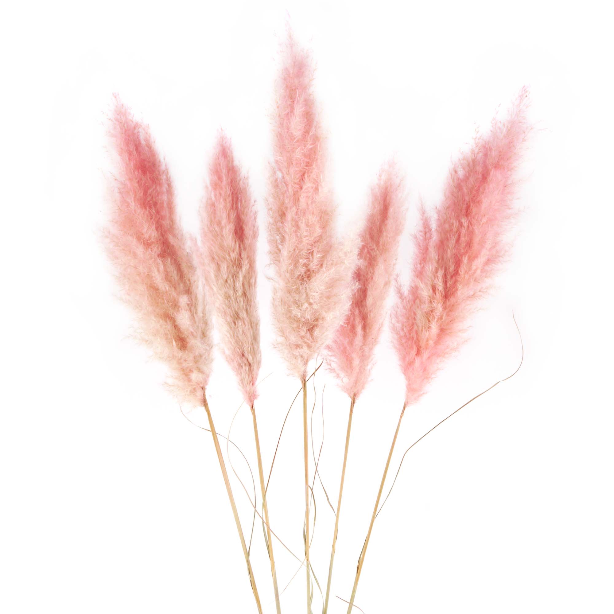 Pampasgras Trockenblumen, mittel, pink-rosa, 5 Stk.