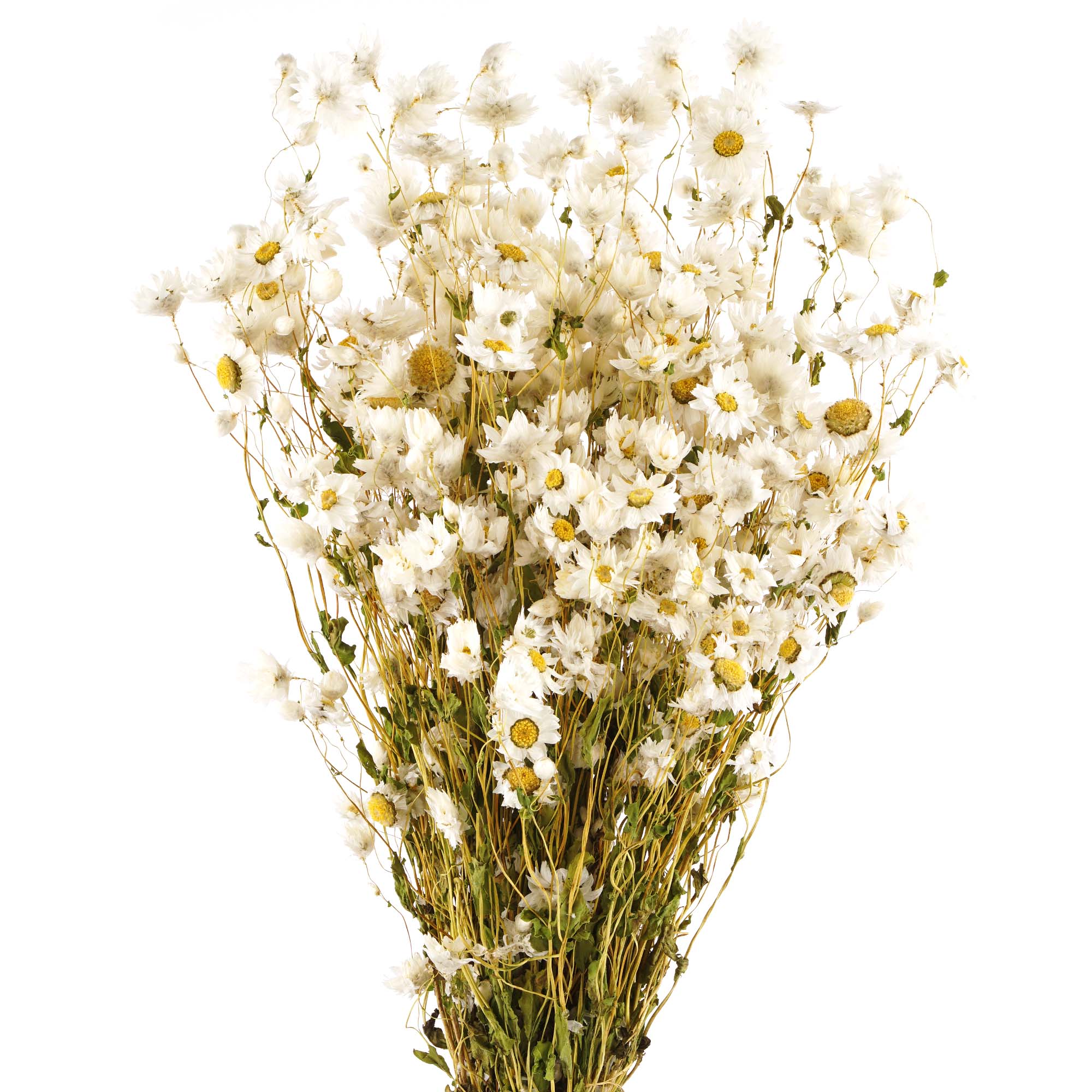 Blumenstrauß, Weiße Blumen, Gänseblümchen, Trockenblumen, Blumenbouquet