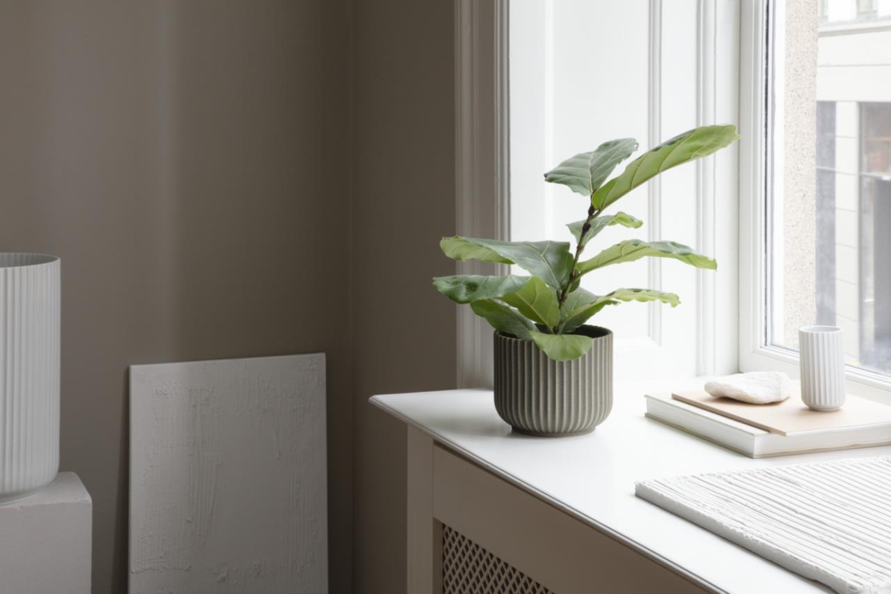 Fenster, Pflanze, Fensterbank