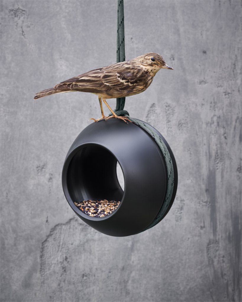 Tier, Anthus, Vogel